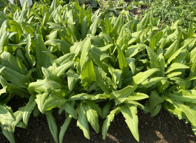 1681454351194146.png 土壤化肥速測儀